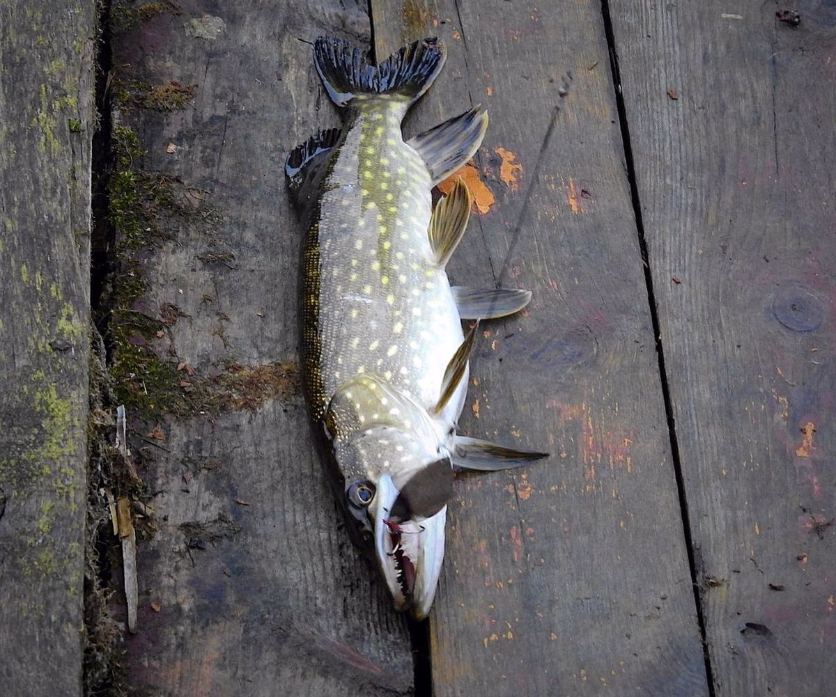 Pescadores compartilhando dicas de Pesca no gelo