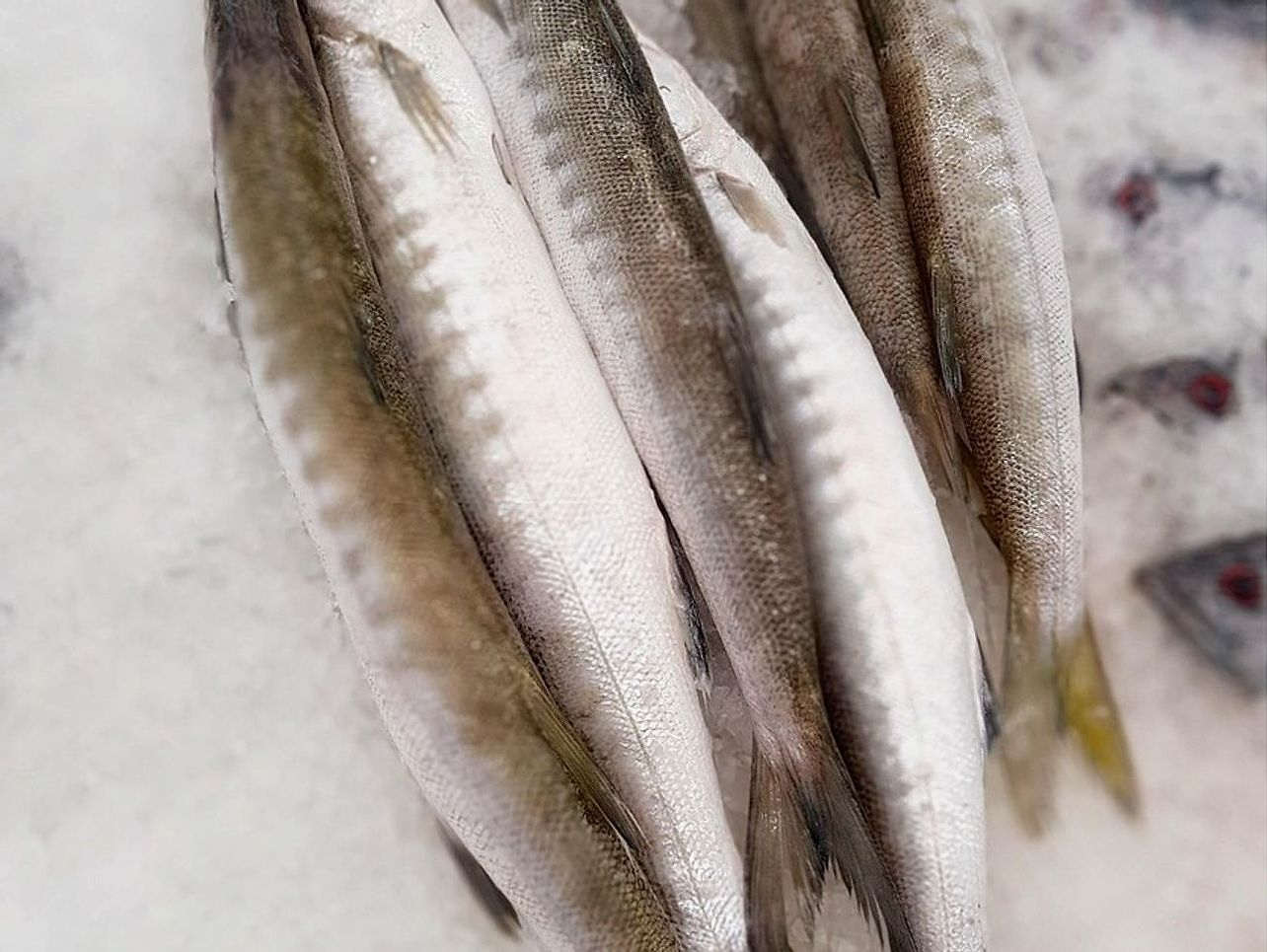 Projeto de documentação de peixe capturado